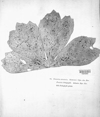 Puccinia aculeata image